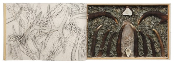 soy un ciervo de diez puntas